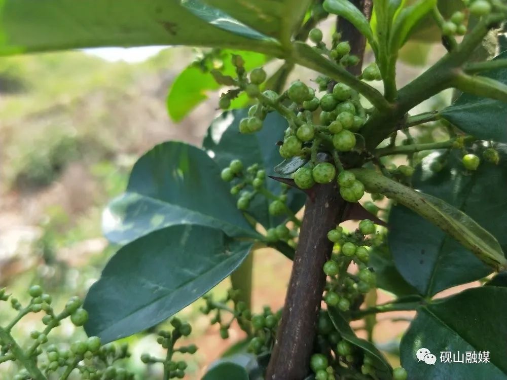 种植花椒致富项目_花椒致富路_致富花椒种植项目简介