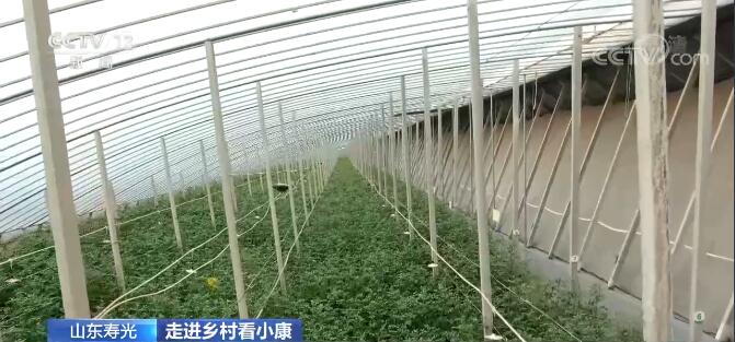 【走进乡村看小康】山东寿光：种植技术智能化大棚“玩”出新花样