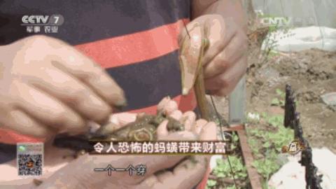 金针菇种植骗局_农广天地种植金针菇技术视频_致富经种植金针菇种植