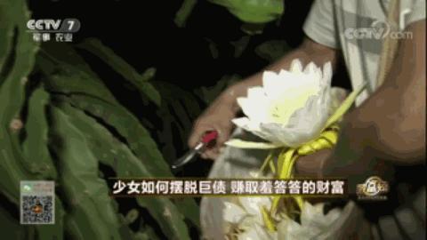 农广天地种植金针菇技术视频_致富经种植金针菇种植_金针菇种植骗局