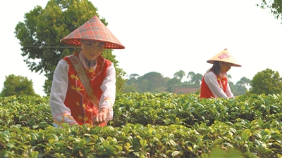 倚象镇：绿色有机茶“沏”出致富路