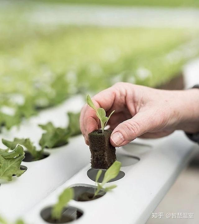 大棚温室种植蒜苔技术要求_温室大棚蒜苗怎么种植方法_温室大棚蒜苔种植技术