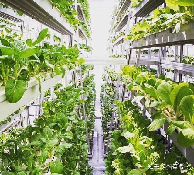 温室大棚蒜苗怎么种植方法_温室大棚蒜苔种植技术_大棚温室种植蒜苔技术要求