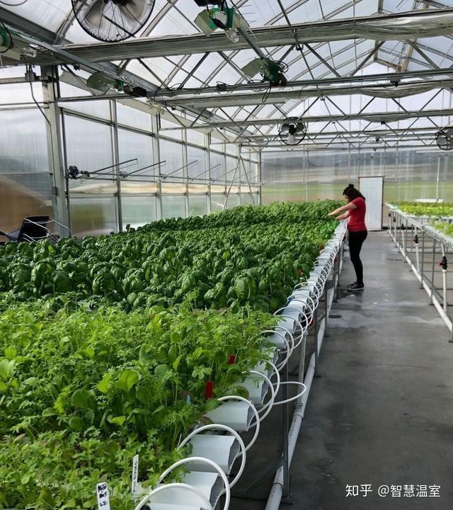 温室大棚蒜苔种植技术_大棚温室种植蒜苔技术要求_温室大棚蒜苗怎么种植方法