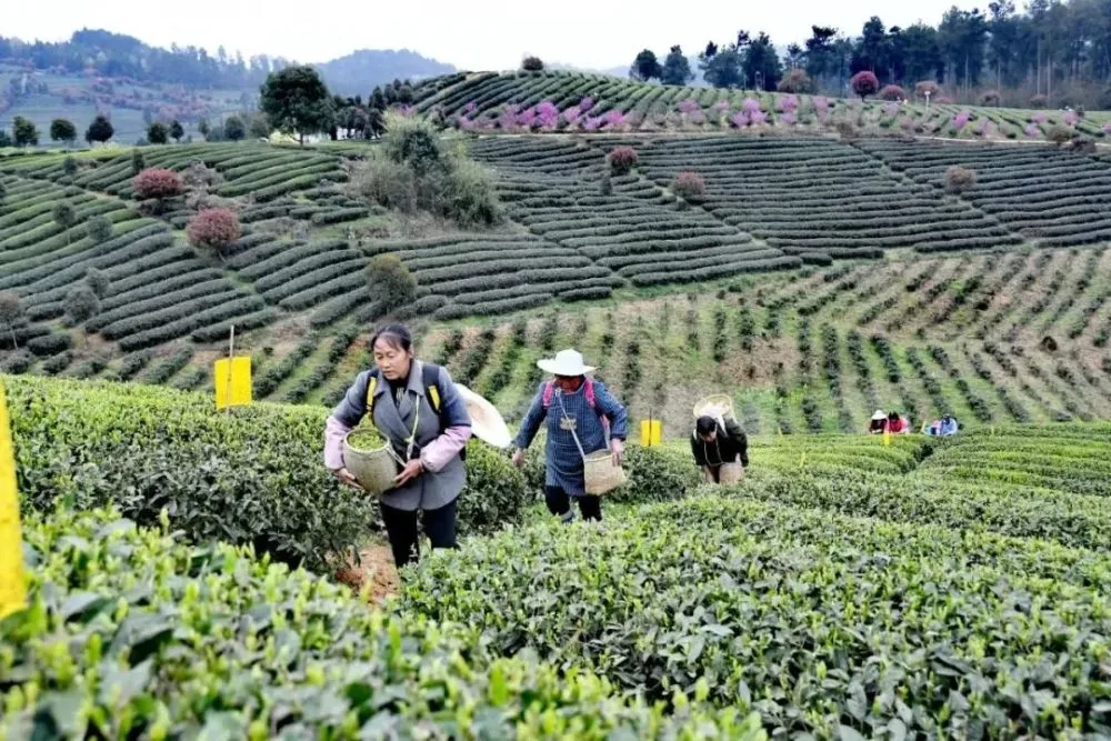 致富茶叶种植茶园图片_致富茶叶种植茶园怎么样_茶园茶叶种植致富