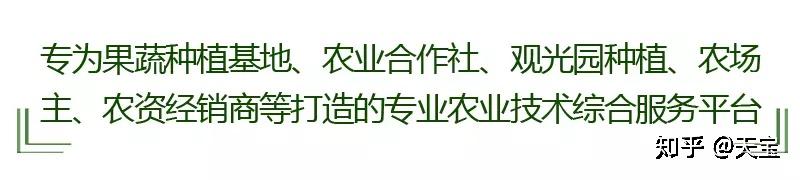 大棚温室种植蒜苔技术要点_温室大棚蒜苔种植技术_大棚温室种植蒜苔技术要求