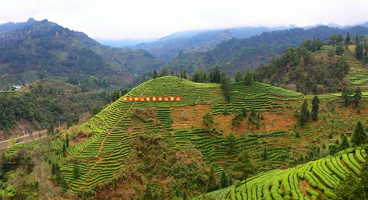 茶农致富_茶园茶叶种植致富_致富茶叶种植茶园地址