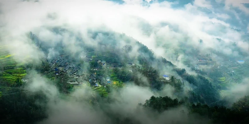 茶园茶叶种植致富_致富茶叶种植茶园地址_茶农致富