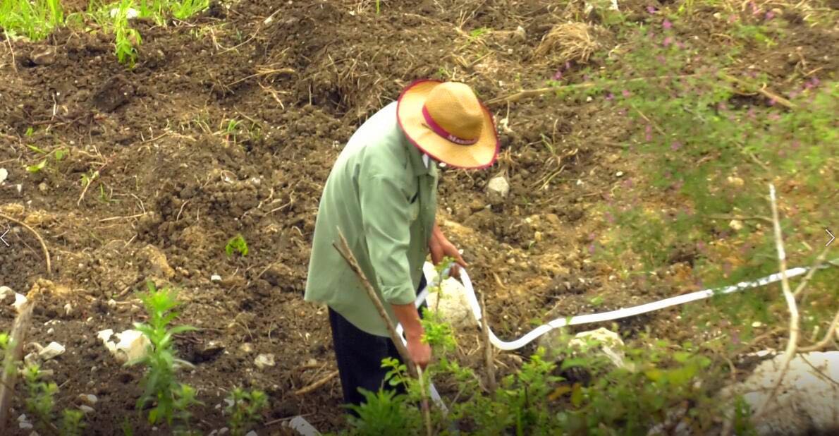 花椒致富路_致富花椒种植项目有哪些_种植花椒致富项目