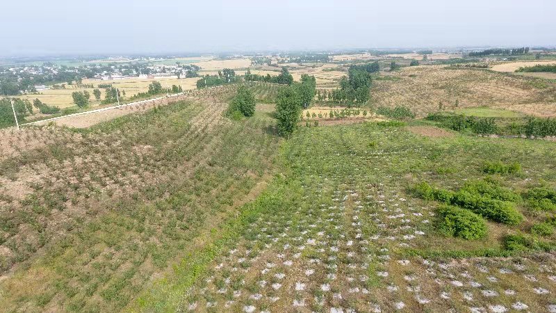 宝丰县前营乡：花椒产业成群众致富新门路