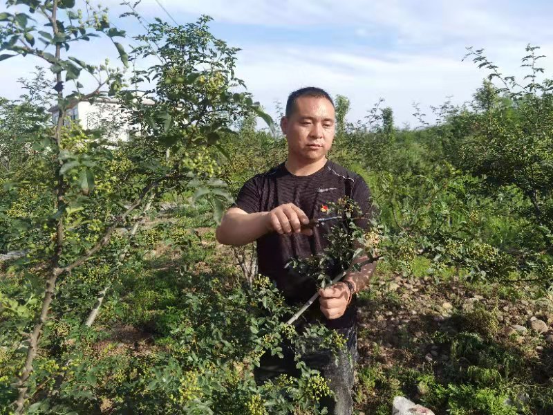 致富花椒种植项目有哪些_种植花椒致富项目_致富花椒种植项目简介