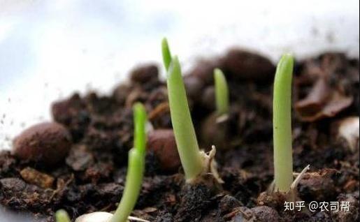 温室大棚蒜苗怎么种植方法_温室大棚蒜苔种植技术_大棚温室种植蒜苔技术要点