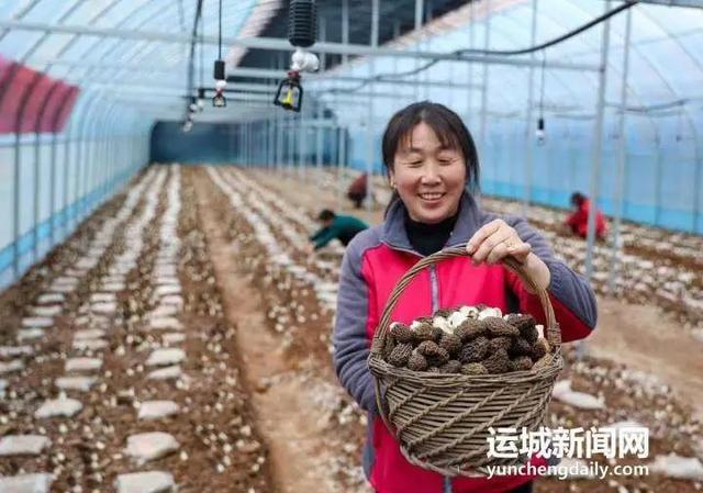 哪里有香菇种植技术_香菇种植技术有哪些_香菇种植技术大全