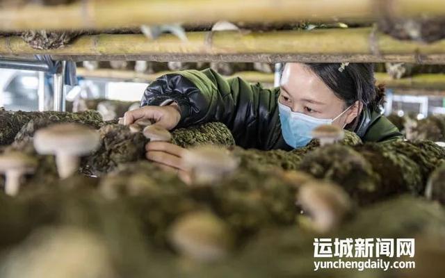 哪里有香菇种植技术_香菇种植技术大全_香菇种植技术有哪些