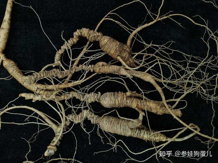 人参种子怎么种植什么季节_人参籽的种植技术_人参籽几月份种植技术