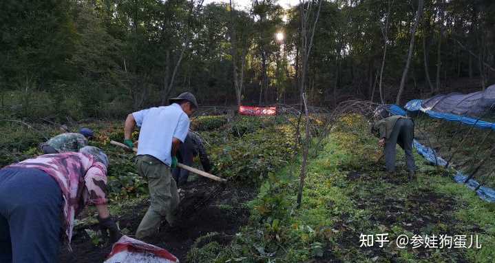 人参籽的种植技术_人参籽几月份种植技术_人参种子怎么种植什么季节