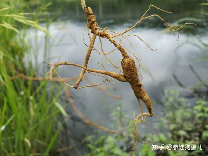 人参籽几月份种植技术_人参种子怎么种植什么季节_人参籽的种植技术