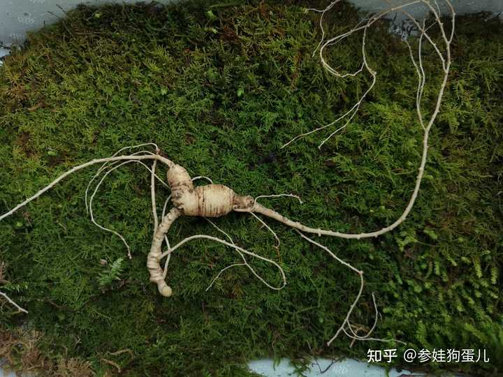 人参种子怎么种植什么季节_人参籽的种植技术_人参籽几月份种植技术