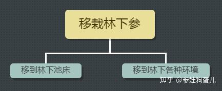 人参种子怎么种植什么季节_人参籽的种植技术_人参籽几月份种植技术