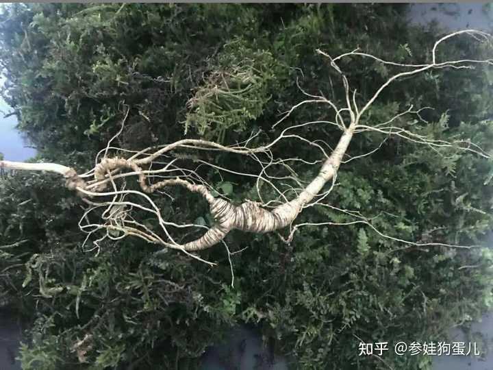 人参籽几月份种植技术_人参籽的种植技术_人参种子怎么种植什么季节