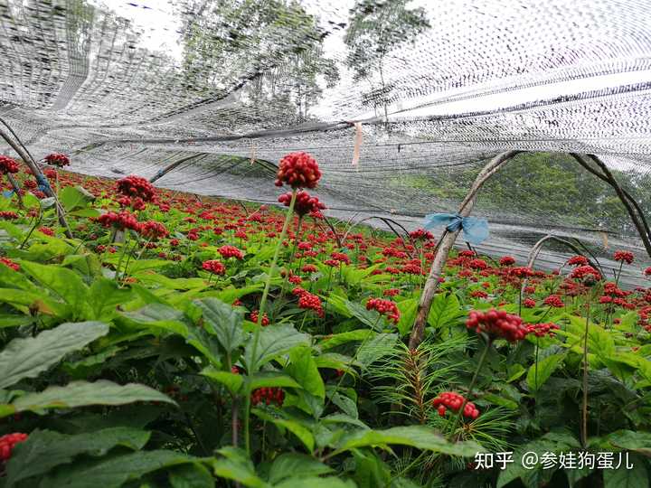 人参籽的种植技术_人参种子怎么种植什么季节_人参籽几月份种植技术