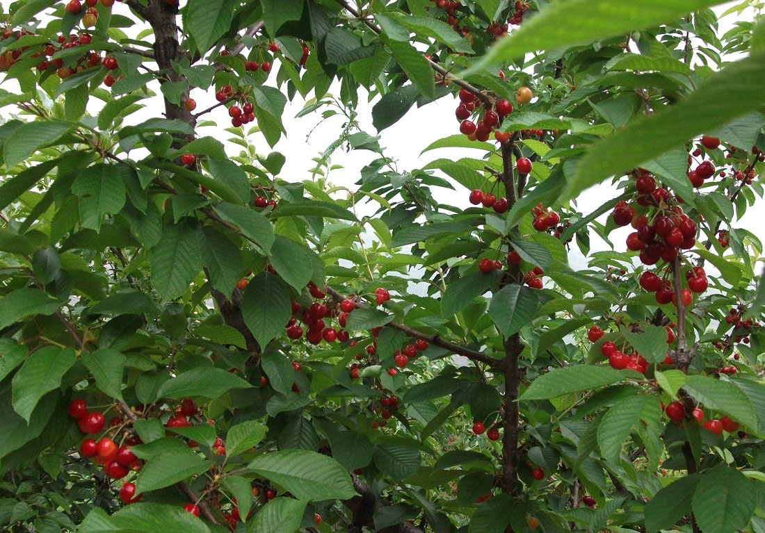 致富经 胡萝卜种植_胡萝卜种植高产技术_种植胡萝卜挣钱吗