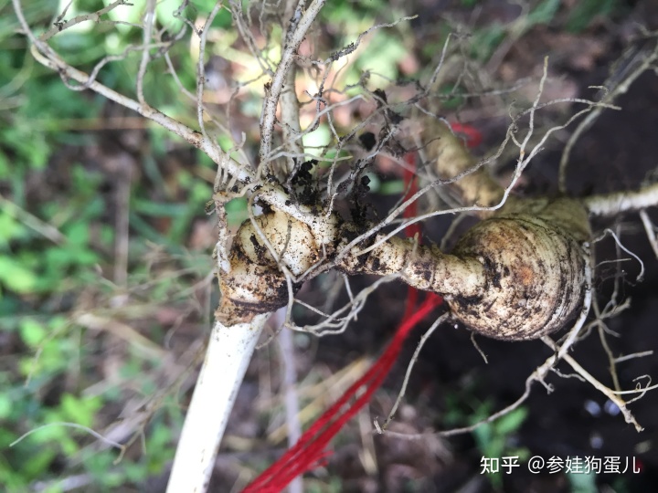 人参籽几月份种植技术_人参种子怎么种植什么季节_人参籽什么时候种下去最好