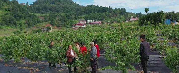 种植桃致富_致富经桃_桃源致富