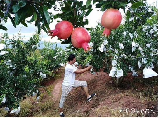 靠种植致富的农民_农民致富种植项目_农民靠种植致富