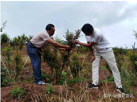 靠种植致富的农民_农民靠种植致富_农民致富种植项目