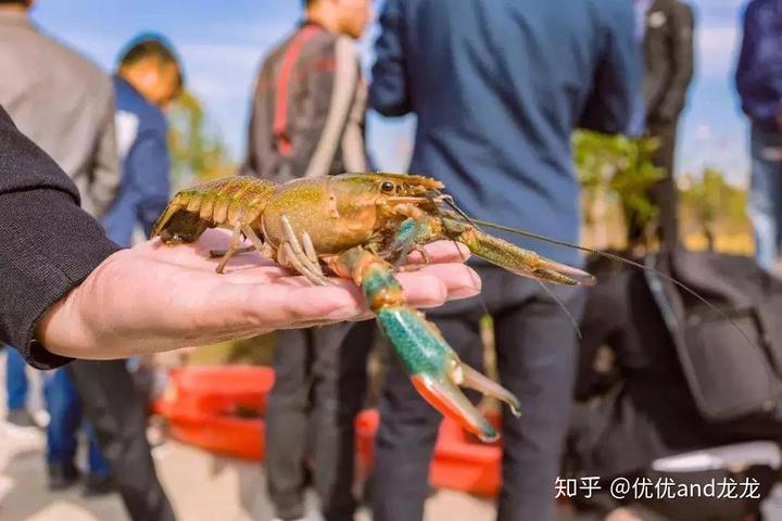 澳洲淡水龙虾养殖与繁育技术手册（一）