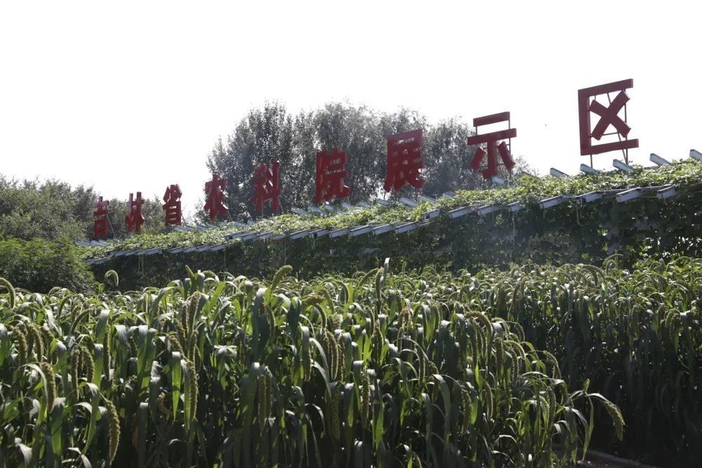 致富经 胡萝卜种植_种植胡罗卜_胡萝卜种植成本与利润