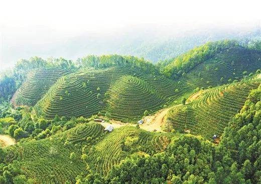 昔日荒山变金山 茶园成了致富园——探访六堡茶发源地梧州市苍梧县六堡镇