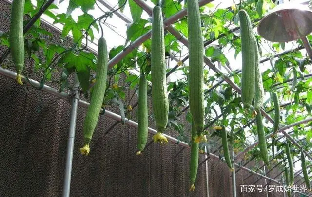 种植水蜜桃需要掌握的栽培技术，以及田间管理要点