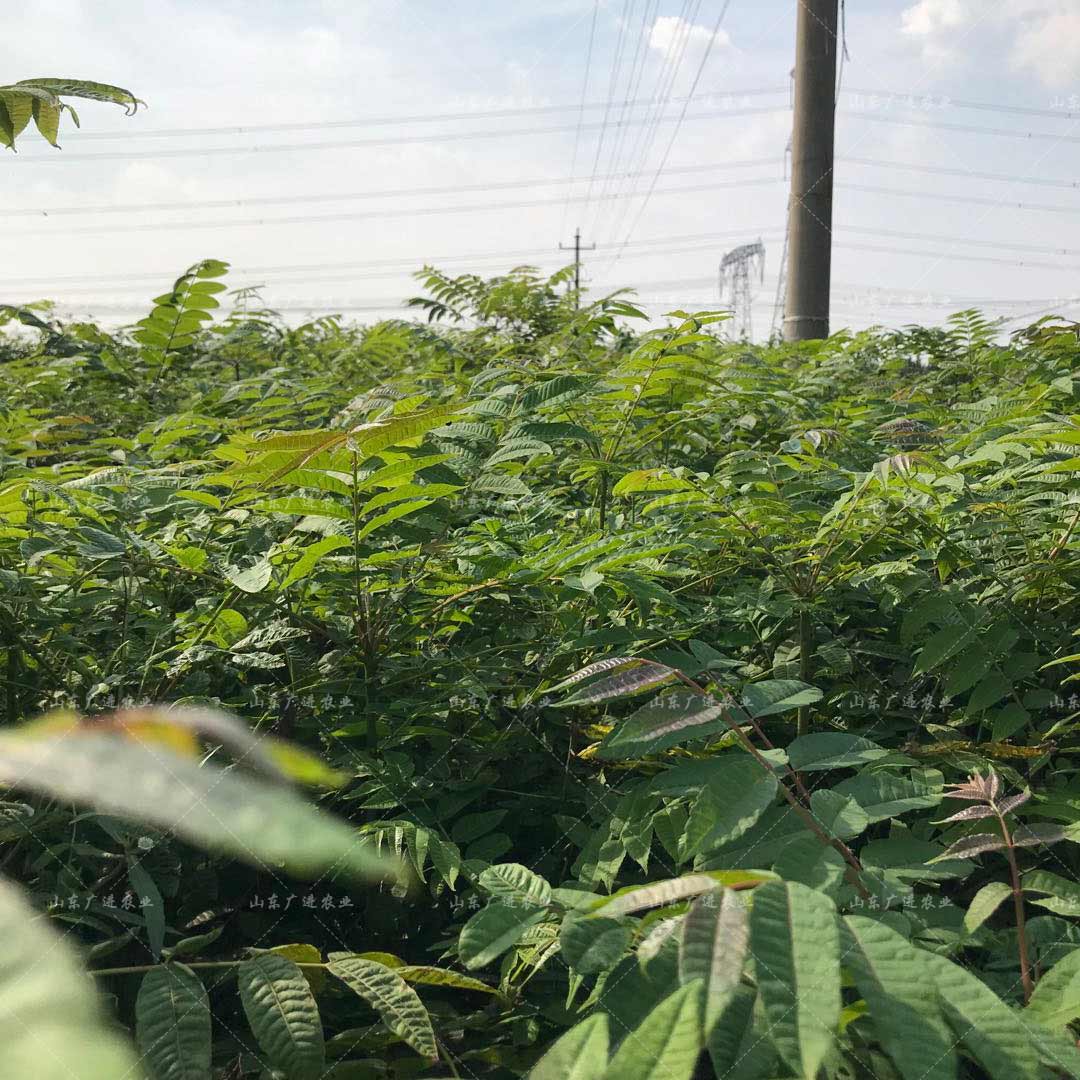 种植胡萝卜挣钱吗_胡萝卜种植成本与利润_致富经 胡萝卜种植