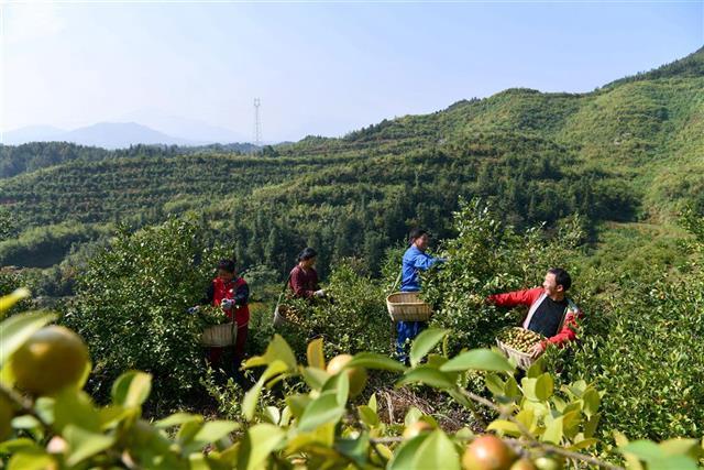 通城30万亩油茶丰收