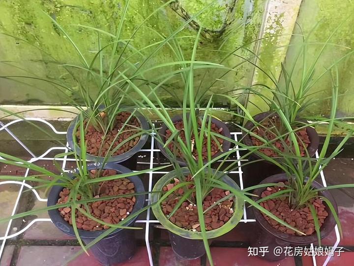 在家养兰花，凭着6句口诀，照着养，叶片舒展，开花香