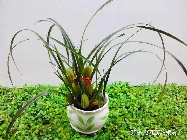 致富兰花种植时间_致富经兰花种植视频_兰花种植致富经