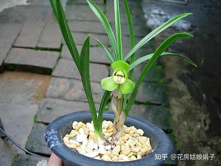 致富经兰花种植视频_致富兰花种植时间_兰花种植致富经