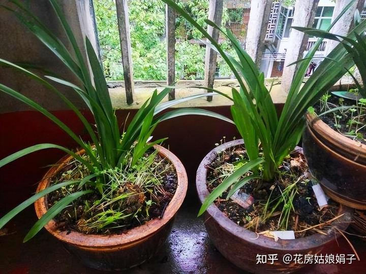 致富兰花种植时间_兰花种植致富经_致富经兰花种植视频