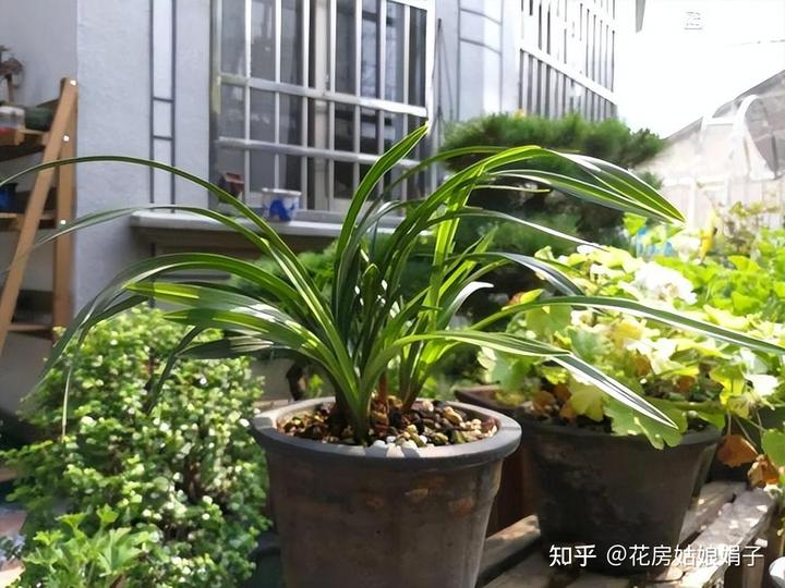 致富经兰花种植视频_兰花种植致富经_致富兰花种植时间