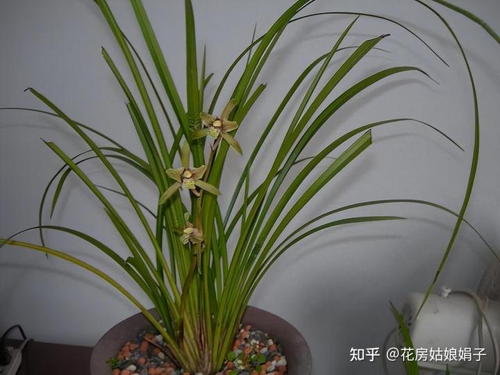 致富经兰花种植视频_兰花种植致富经_致富兰花种植时间