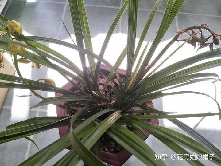 致富兰花种植时间_致富经兰花种植视频_兰花种植致富经