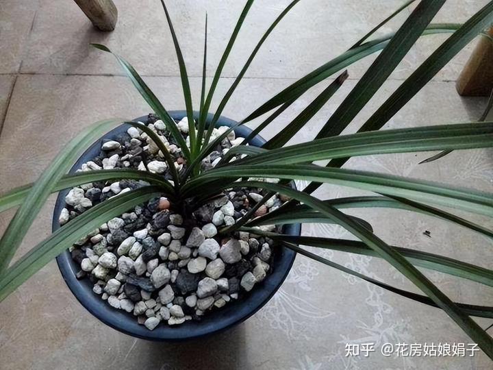 致富兰花种植时间_致富经兰花种植视频_兰花种植致富经