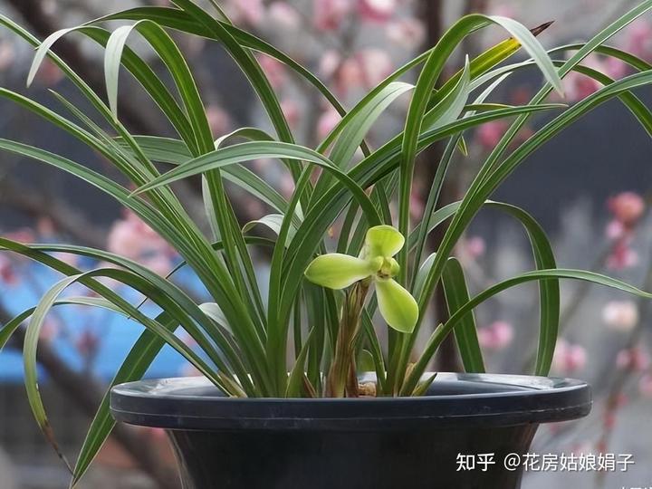 兰花种植致富经_致富兰花种植时间_致富经兰花种植视频