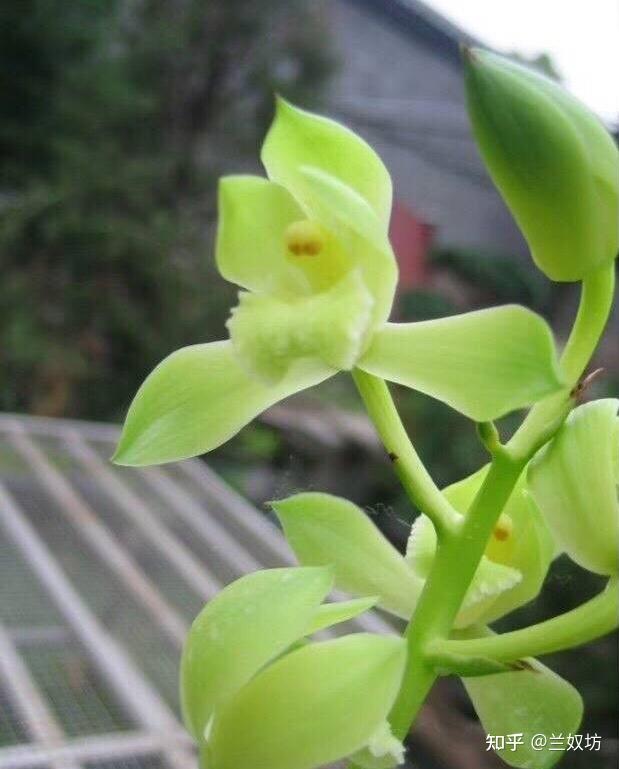 兰花种植致富经_致富兰花种植方法_致富经兰花种植视频