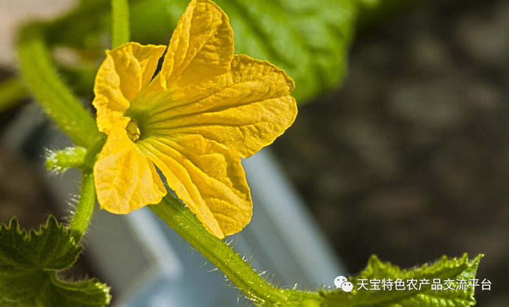 春季种植丝瓜要点技术与管理_春季丝瓜种植时间及技术要点_丝瓜春季种植技术要点