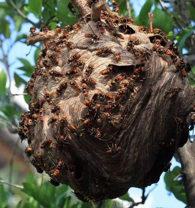 胡蜂养殖经济效益_胡蜂养殖技术骗局_胡蜂养殖致富案例