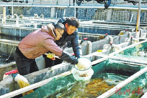 水产种业“连江芯”队伍再壮大  全球顶级海胆实现南方规模化人工繁育