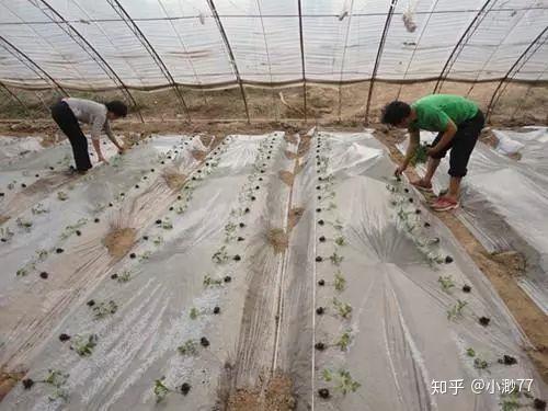 丝瓜春季种植技术要点_春季丝瓜的种植与技术_春季种植丝瓜要点技术和管理